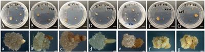 Pinus massoniana somatic embryo maturation, mycorrhization of regenerated plantlets and its resistance to Bursaphelenchus xylophilus